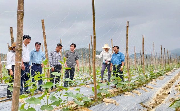 Triển vọng mô hình trồng dưa chuột liên kết tại xã Mai Hoa