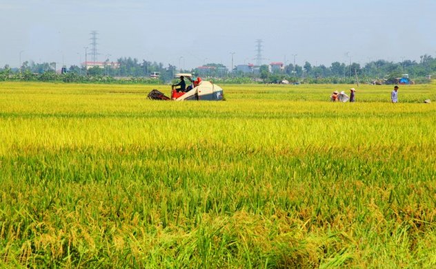 Hà Tĩnh quy định mức nộp tiền khi chuyển đất chuyên trồng lúa sang mục đích phi nông nghiệp 