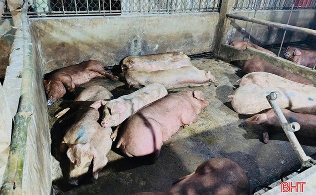 Nhiều hộ chăn nuôi ngậm ngùi "lỡ hẹn" với thị trường Tết