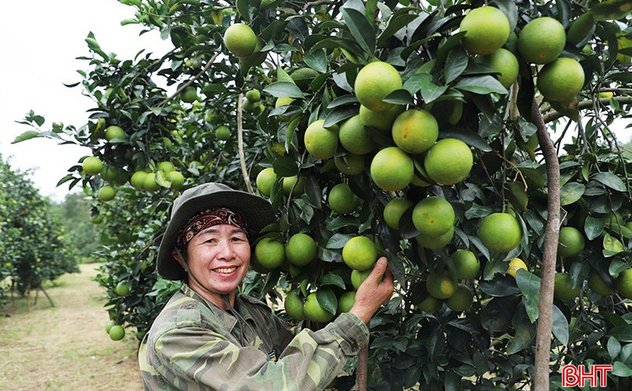 Cam Thượng Lộc được mùa, được giá