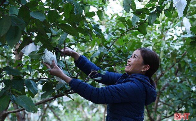 Nhiều mô hình kinh tế mới tạo sức bật phát triển ở Thạch Xuân